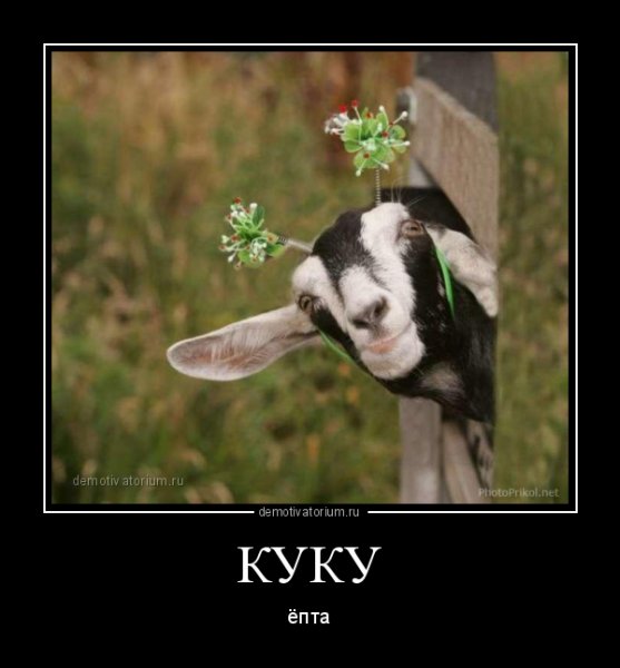 Куку картинки