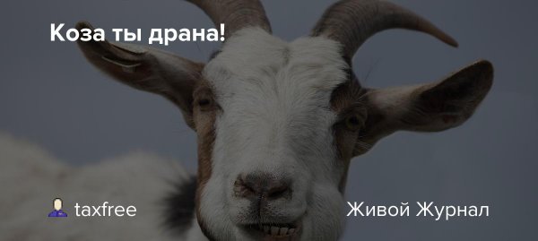 Коза ты драная