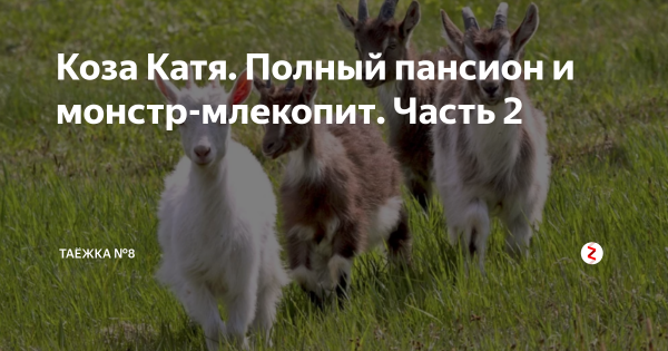 Катя коза коза коза