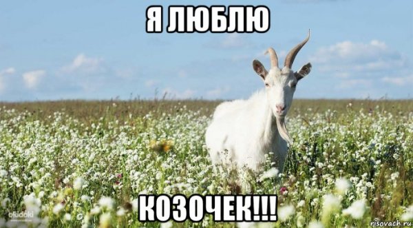 Любимая коза