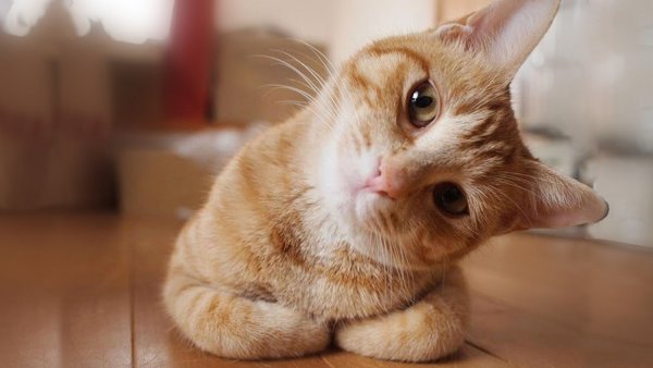 Любопытная кошка