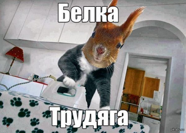Белка трудяга
