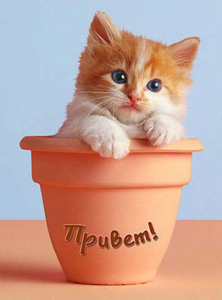Приветик котик