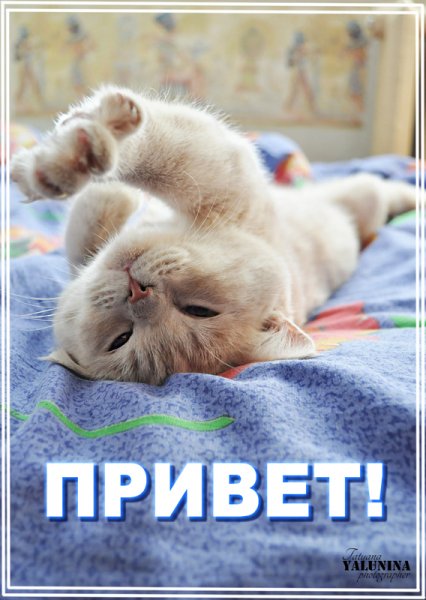 Приветик котик