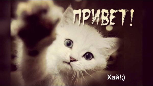 Привет от котика