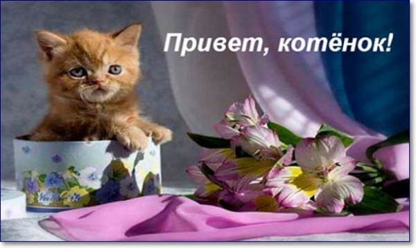 Привет котик