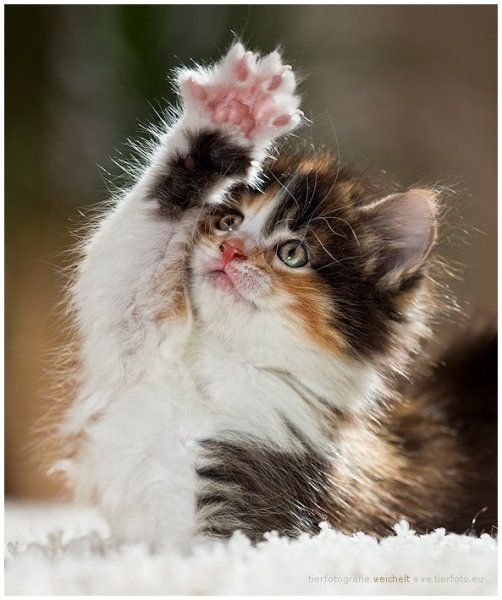 Приветик котик
