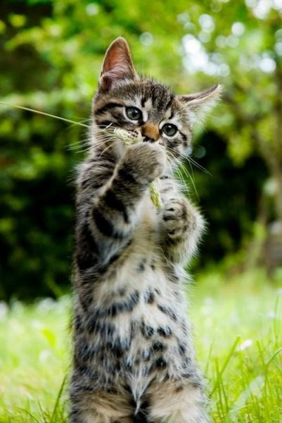 Приветик с котятами