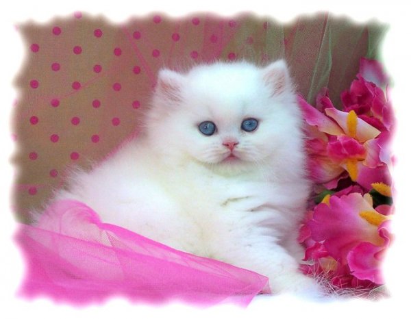 Приветик красивые кошки