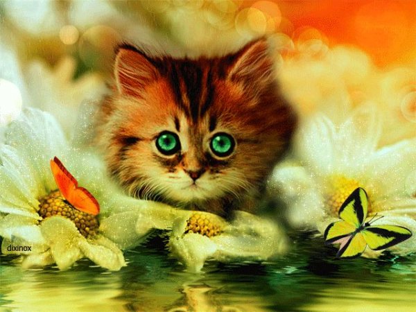 Мерцающие котята