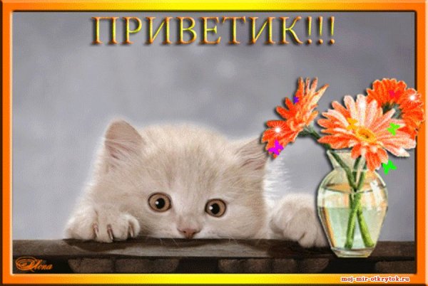 Привет котенок