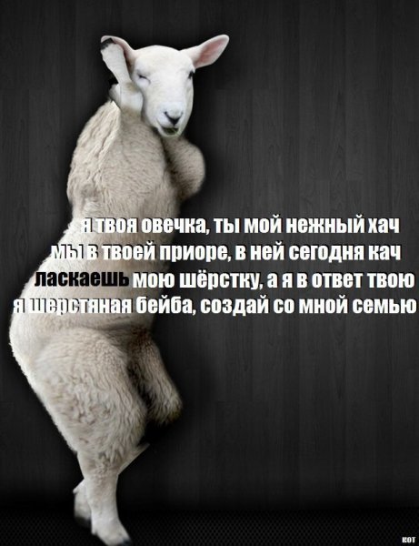 Цитаты про овец