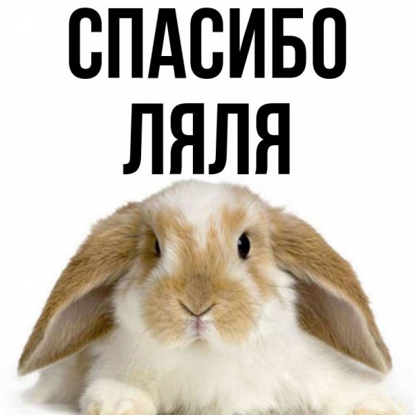 Вау красотка