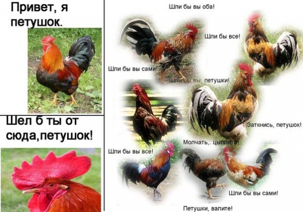 Привет Петушки