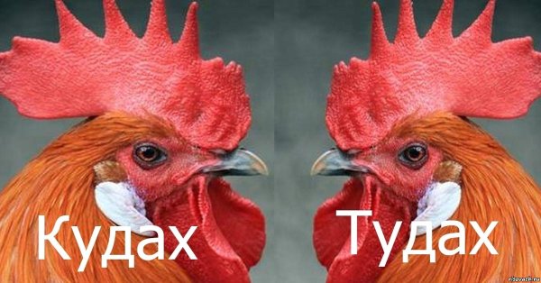 Ты петух