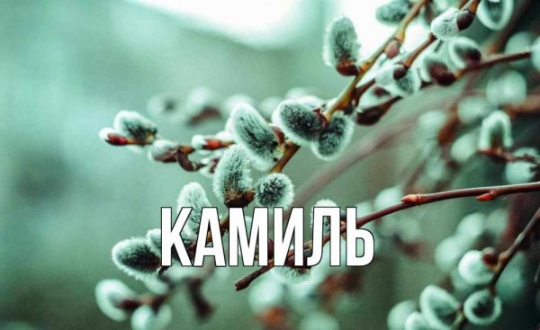 Камиль лох