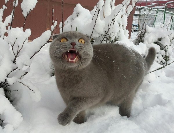 Морозные коты