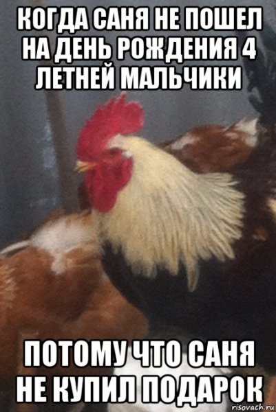 Как выглядит чепушило