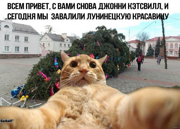 Смешной страус