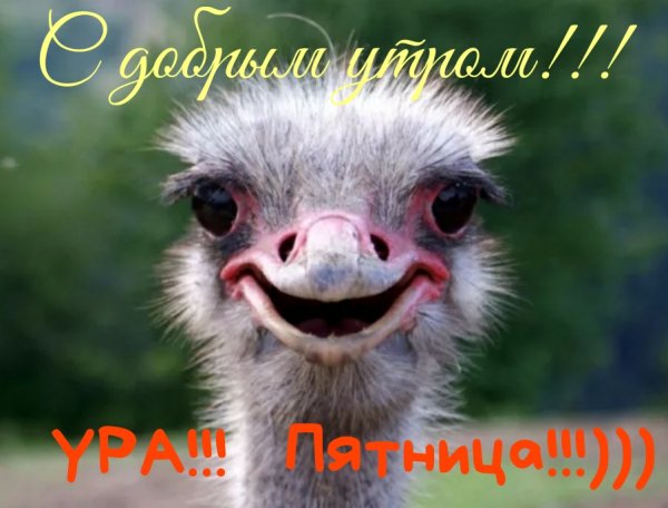 Бешеный страус