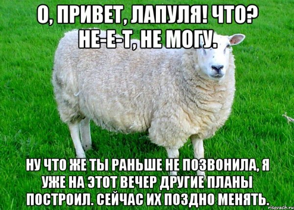 Картинки привет овца (35 фото)