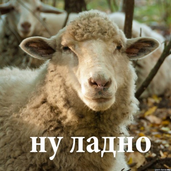 Тупая Овечка