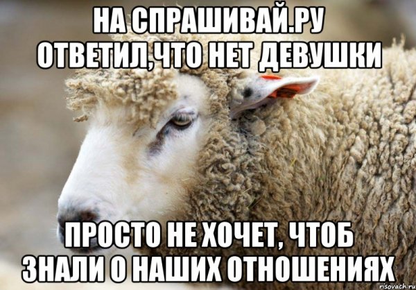 Ты овца
