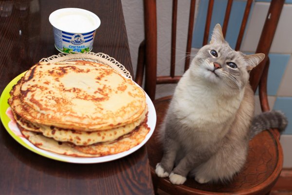 Котик с блинчиком
