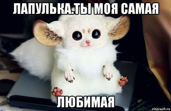 Люблю тебя лапулька моя