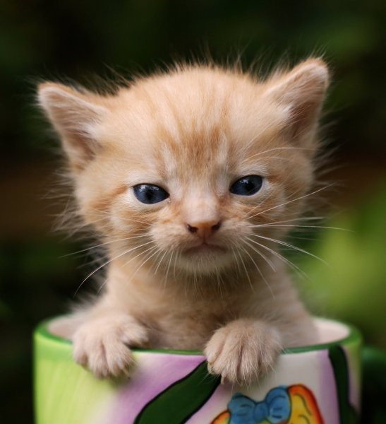 Кошачий приветик