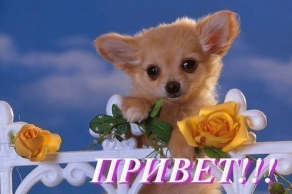 Привет собачка