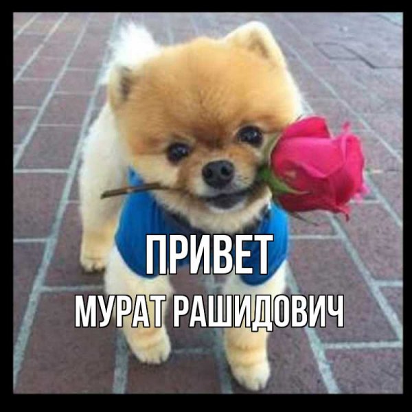 Мурат имя
