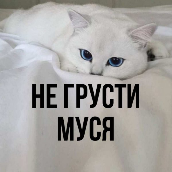 Картинки привет муся (43 фото)