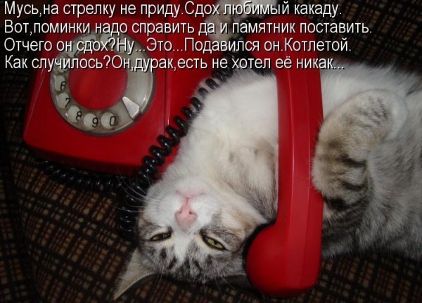 Юмор кот с телефоном