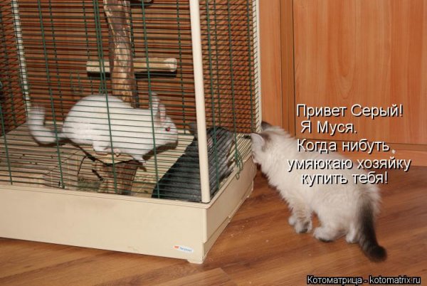 Муся привет