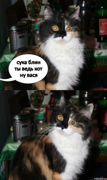 Борзый кот