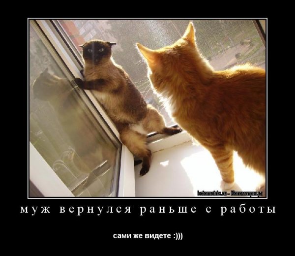 Кот с цветами и апельсинами