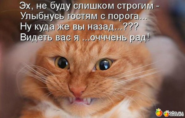 Кот Пидрила
