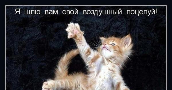 Муся прикол