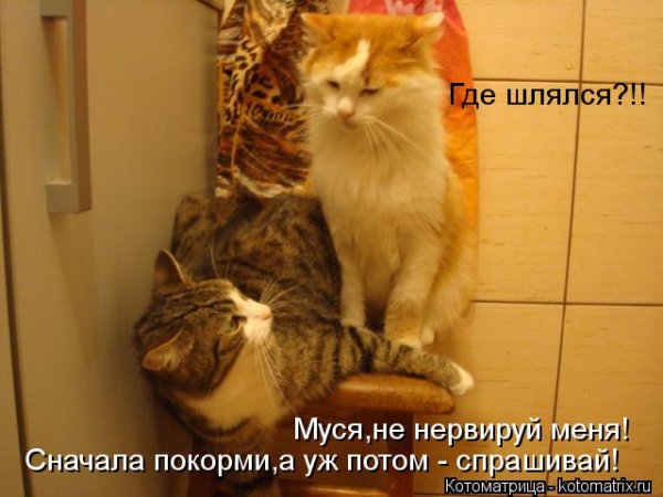 Мысли кошек смешные