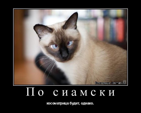 Коты приколы с подписями
