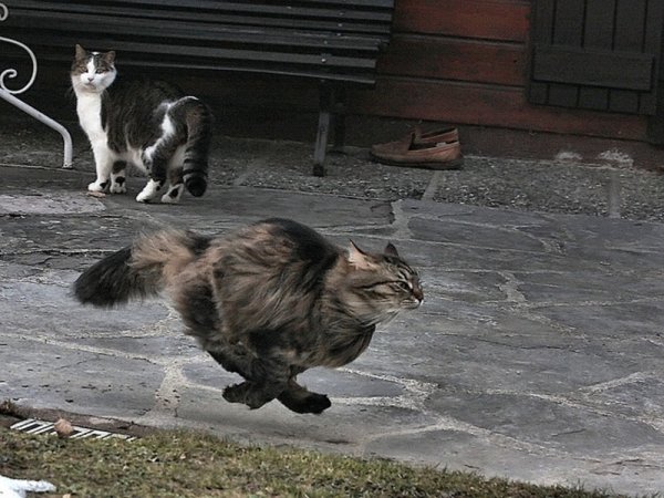 Смешные котики с надписями