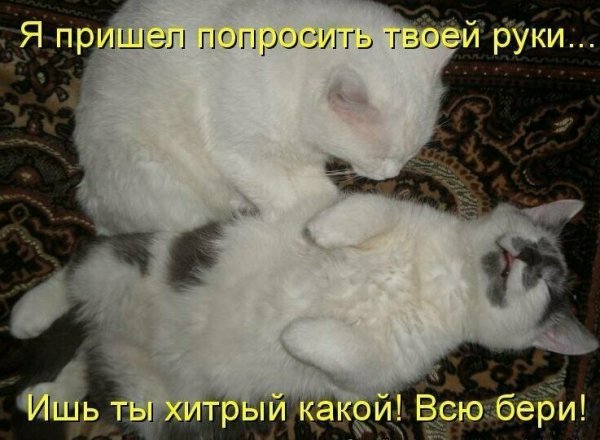 Милые котики с надписями