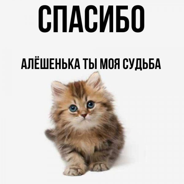 Алеша Попович Мем