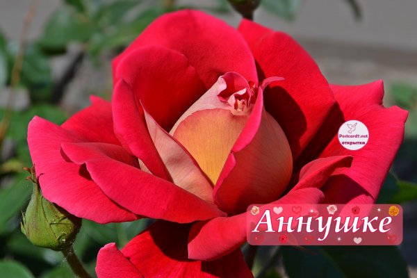 Поздравления с днём рождения Анечке