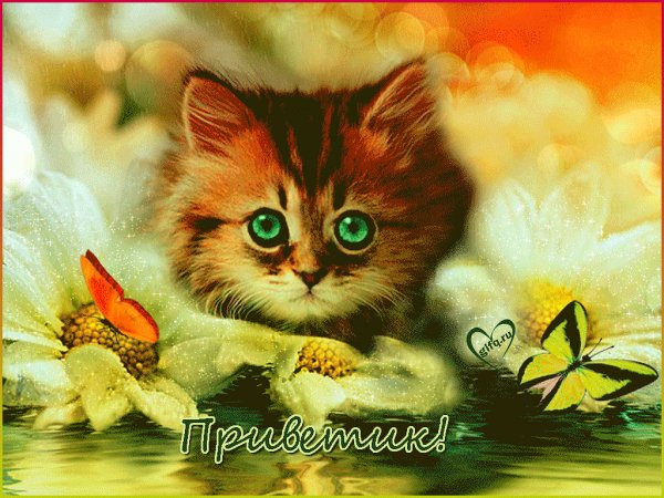 Анимационные котята