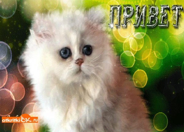 Привет от котика