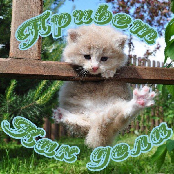 Котенок с надписью привет