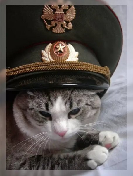 Кот офицер