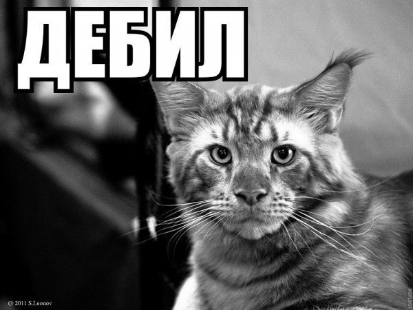 Картинка я дебил